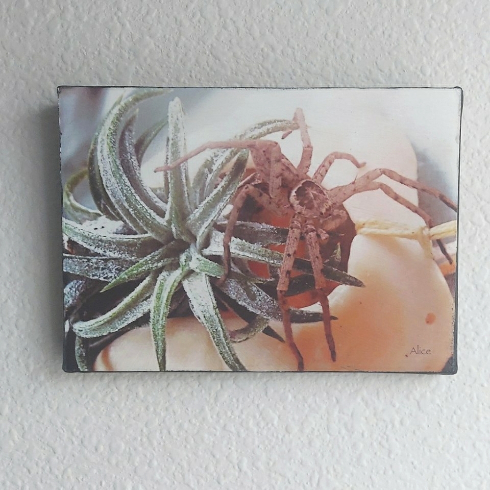 Airplant And Spider 5x7 Stretched Canvas Hand Made By ALI